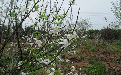 Bạch[-]đào[-]quý[-]hiếm[-]hồi[-]sinh